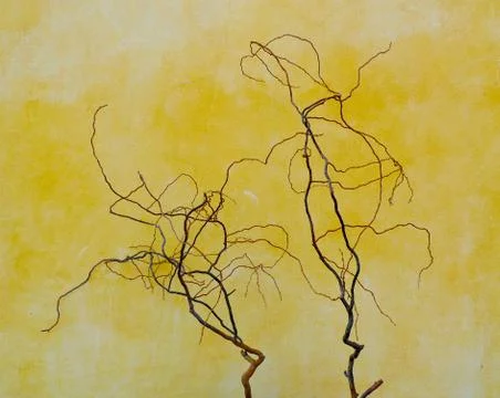 Twisted branches Stock-Fotos