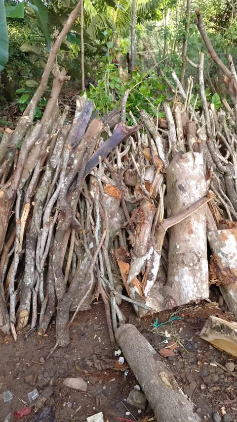 Twisted branches pile high in earthy forest setting Stock Footage 332583358