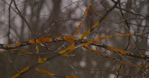 Twisted branches of a tree adorned with vibrant orange lichen, set against a Stock Footage 317555563