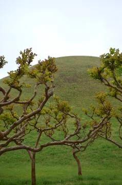 Twisted branches of trees at the base of a grass-covered hill. Stock Photos