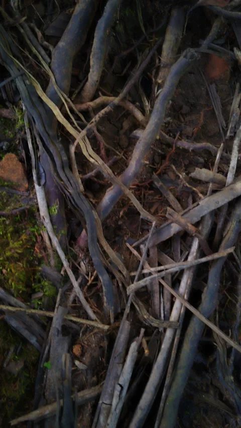 Twisted branches twist into tangled mess on forest floor Stock Footage 330845388