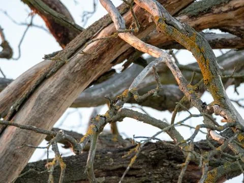 Twisted branches weave through a rugged, textured tree trunk Stock Photos