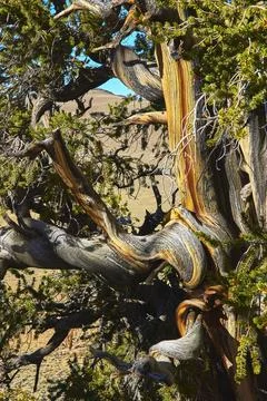 Twisted Bristlecone Pine Trunk and Branches with Green Needles in Mountain Stock Photos