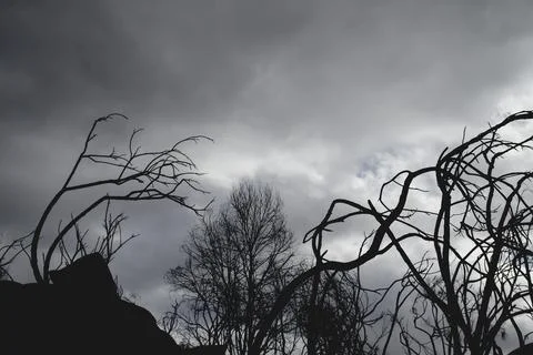 Twisted burned trees after a forest fire Stock Photos