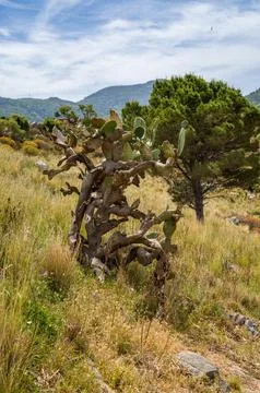 Twisted Cactus on the Hillside Foto stock
