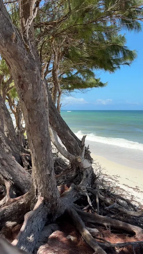 Twisted Casuarina Trees Framing Turquoise Beach, Barbados Stock Footage 337053164
