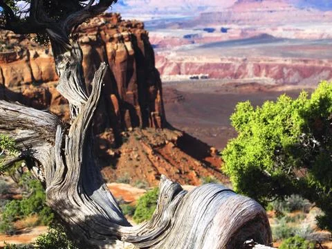 Twisted Cedar Tree Bough With Red Cliffs and Valleys Backdrop Stock Photos