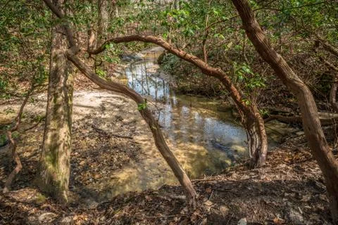 Twisted cedar trees Stock Photos