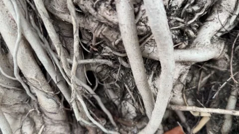 Twisted close-up tree roots with rough texture Stock Footage 312855323