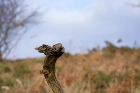 A Twisted Dead Branch Pointing Left Stock Photos