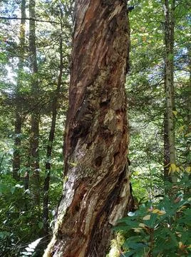 Twisted dead tree 스톡 사진