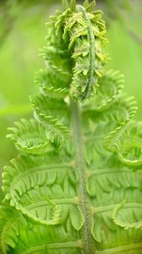 Twisted developing leaf of a green fern close-up Stock Photos