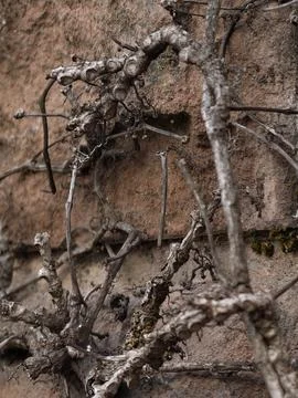 Twisted dried vine branches on rough stone wall in close view with raw textur Stock Photos