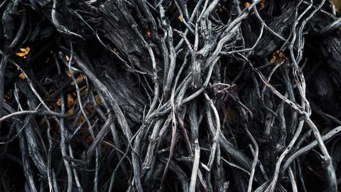 Twisted Dry Branches of an Old Tree Stock Photos