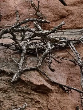 Twisted dry branches over rough red rock surface with aged stone texture deta Stock Photos