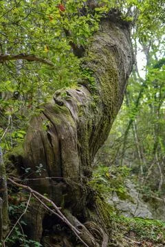 A twisted, enormous tree. 스톡 사진