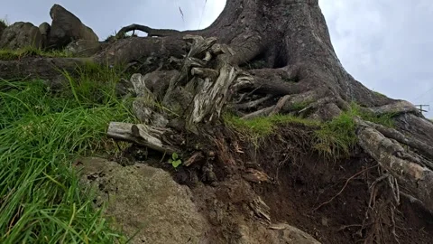 A twisted exposed tree roots and a dramatic cloudy sky. Stock Footage 340774112