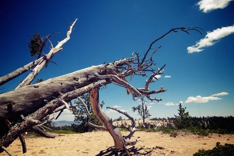 Twisted Fallen Tree Against Blue Sky Foto stock