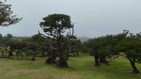 Twisted Fanal forest trees stand in mist over a green meadow, Madeira Portugal Stock Footage 322951844