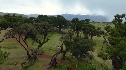 Twisted Fanal forest trees stand in mist over a green meadow, Madeira Portugal Stock Footage 322951864