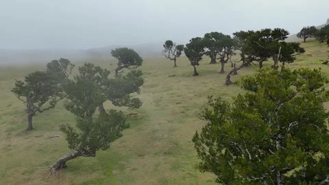 Twisted Fanal forest trees stand in mist over a green meadow, Madeira Portugal Stock Footage 322951966