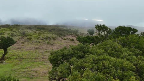 Twisted Fanal forest trees stand in mist over a green meadow, Madeira Portugal Stock Footage 322952114