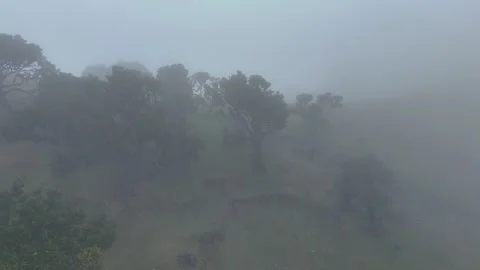 Twisted Fanal forest trees stand in mist over a green meadow, Madeira Portugal Stock Footage 322952255