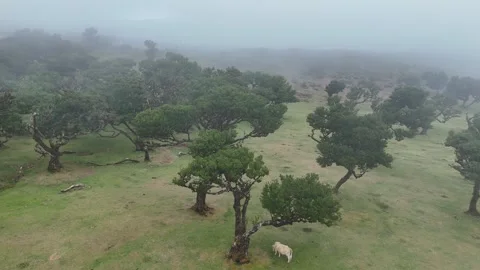Twisted Fanal forest trees stand in mist over a green meadow, Madeira Portugal Stock Footage 322952264
