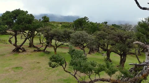 Twisted Fanal forest trees stand in mist over a green meadow, Madeira Portugal Stock Footage 322952482