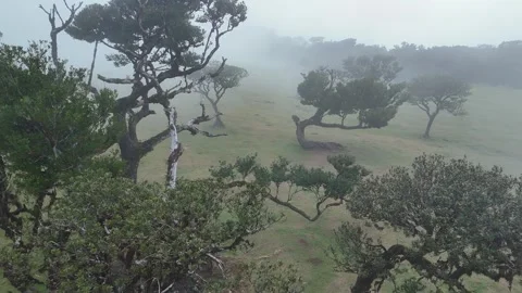 Twisted Fanal forest trees stand in mist over a green meadow, Madeira Portugal Stock Footage 322952495