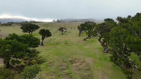 Twisted Fanal forest trees stand in mist over a green meadow, Madeira Portugal Stock Footage 322952964
