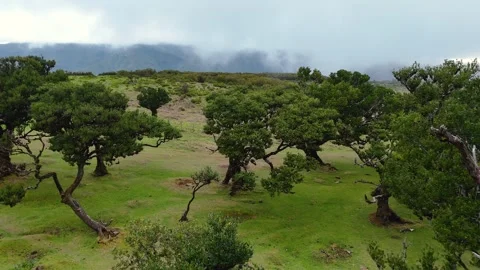 Twisted Fanal forest trees stand in mist over a green meadow, Madeira Portugal Stock Footage 322953403