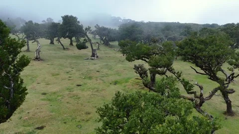 Twisted Fanal forest trees stand in mist over a green meadow, Madeira Portugal Stock Footage 322953960