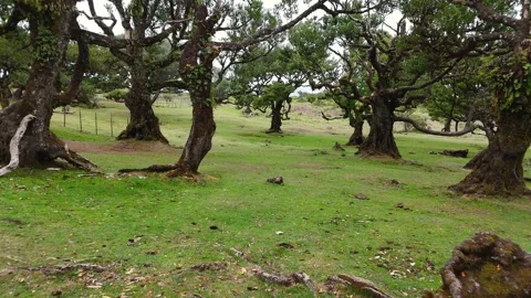 Twisted Fanal forest trees stand in mist over a green meadow, Madeira Portugal Stock Footage 322954411