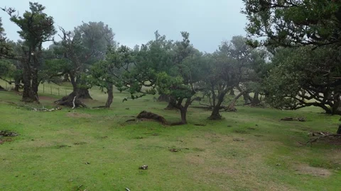 Twisted Fanal forest trees stand in mist over a green meadow, Madeira Portugal Stock Footage 322954981
