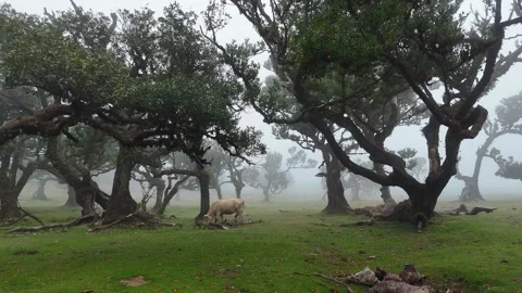 Twisted Fanal forest trees stand in mist over a green meadow, Madeira Portugal Stock Footage 322955989