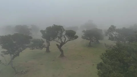 Twisted Fanal forest trees stand in mist over a green meadow, Madeira Portugal Stock Footage 322955992