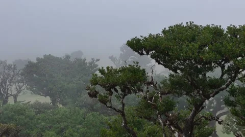 Twisted Fanal forest trees stand in mist over a green meadow, Madeira Portugal Stock Footage 322956062