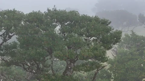 Twisted Fanal forest trees stand in mist over a green meadow, Madeira Portugal Stock Footage 322956466