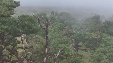 Twisted Fanal forest trees stand in mist over a green meadow, Madeira Portugal Stock Footage 322956521