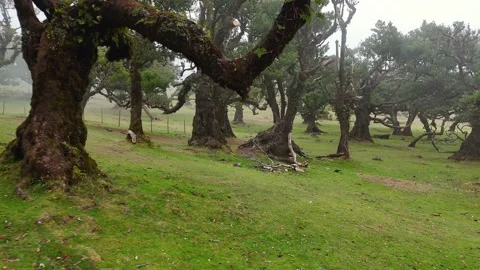 Twisted Fanal forest trees stand in mist over a green meadow, Madeira Portugal Stock Footage 322957045