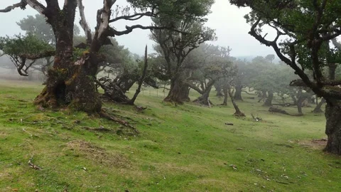 Twisted Fanal forest trees stand in mist over a green meadow, Madeira Portugal Stock Footage 322957274