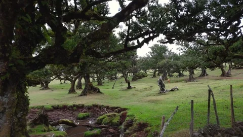 Twisted Fanal forest trees stand in mist over a green meadow, Madeira Portugal Stock Footage 322959141