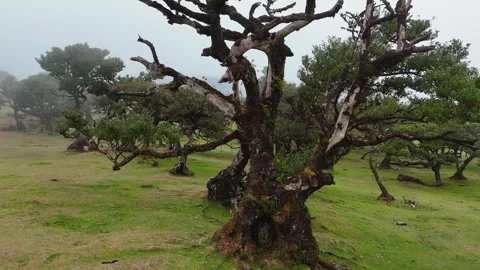 Twisted Fanal forest trees stand in mist over a green meadow, Madeira Portugal Stock Footage 322964567