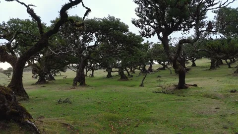 Twisted Fanal forest trees stand in mist over a green meadow, Madeira Portugal Stock Footage 322964825