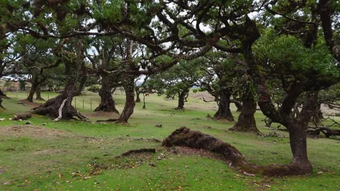 Twisted Fanal forest trees stand in mist over a green meadow, Madeira Portugal Stock Footage 322970155