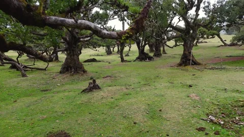 Twisted Fanal forest trees stand in mist over a green meadow, Madeira Portugal Stock Footage 322971127