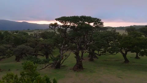 Twisted Fanal forest trees stand in mist over a green meadow, Madeira Portugal Stock Footage 322973412