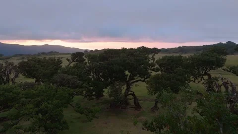 Twisted Fanal forest trees stand in mist over a green meadow, Madeira Portugal Stock Footage 322978144