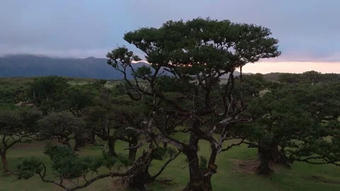 Twisted Fanal forest trees stand in mist over a green meadow, Madeira Portugal Stock Footage 322978882